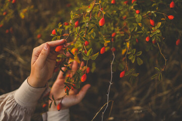Rosehip bush at sunset, beautiful background