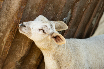 Portrait of a Sheep Scrubbing its Head on a Rock
