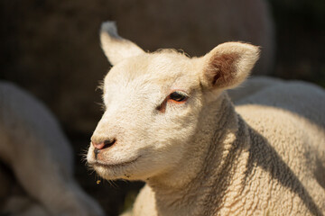 close up of a satisfied and happy sheep