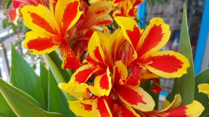 canna queen charlotte yellow red flower blooming in the garden
