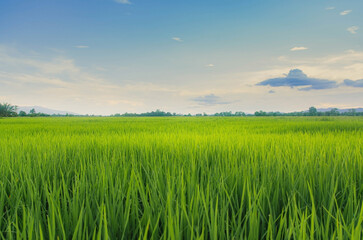 Fototapeta premium Landscape of green crops and field. Rice field with sunset and farmland in Thailand.