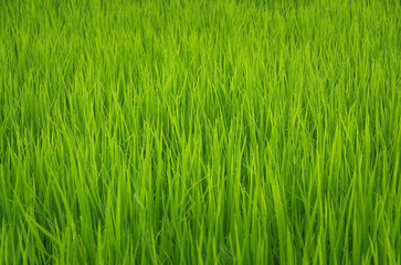 Landscape of green crops and field. Rice field with sunset and farmland in Thailand.