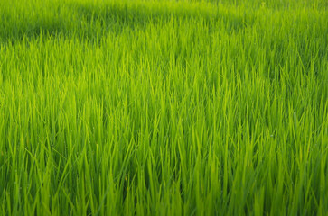 Landscape of green crops and field. Rice field with sunset and farmland in Thailand.