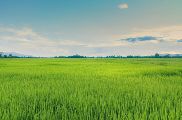 Fototapeta na wymiar Landscape of green crops and field. Rice field with sunset and farmland in Thailand.