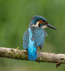 Common Kingfisher
