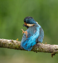 Common Kingfisher