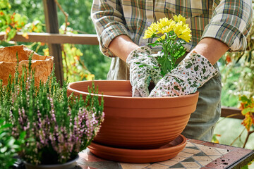 Woman planting autumn composition with calluna vulgaris or erica, leucophyta brownii, hebe armstrongii and yellow daisy in ceramic pot. House garden and balcony decoration with seasonal autumn flowers - obrazy, fototapety, plakaty
