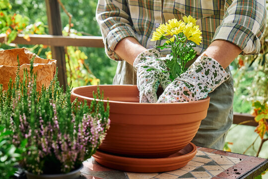 Woman planting autumn composition with calluna vulgaris or erica, leucophyta brownii, hebe armstrongii and yellow daisy in ceramic pot. House garden and balcony decoration with seasonal autumn flowers