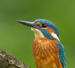 Common Kingfisher