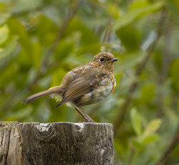 European Robin, juvenile