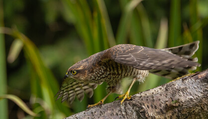 Eurasian Sparrowhawk