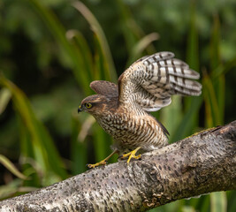 Eurasian Sparrowhawk