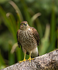 Eurasian Sparrowhawk