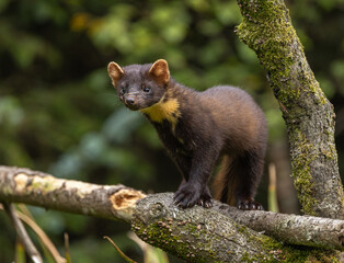 European Pine Marten