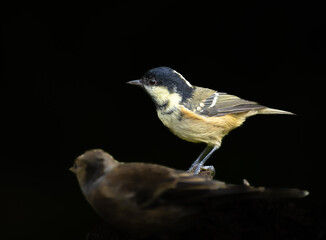 Coal tit