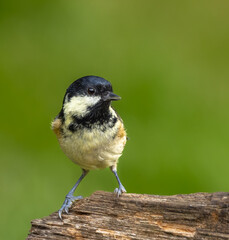 Coal tit