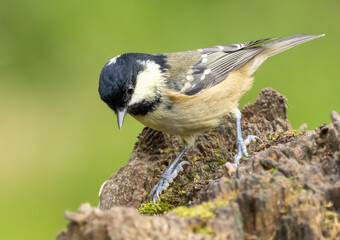 Coal tit