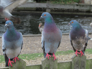Trio Of Pigeons