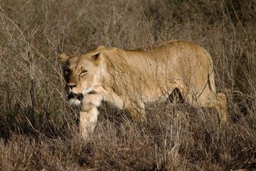 lion and lioness