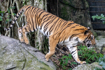 Fototapeta premium Close up bengal tiger is beautiful animal and dangerous in forest