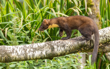 European Pine Marten