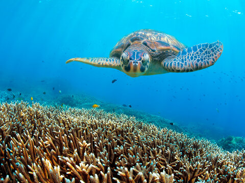 Green turtle swimming above corals