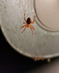 Spinnen an einer Lampe