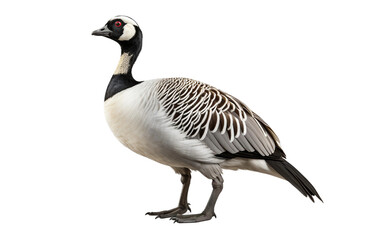 Barnacle Goose Bird Isolated on Transparent Background PNG. Generative AI