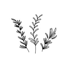 Fototapeta premium rosemary doodle icon, vector illustration isolated on white background