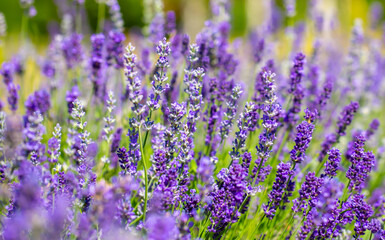Spring lavender flowers under sunlight. Lilac flowers close up. Beautiful landscape of nature with a panoramic view. Hi spring. long banner