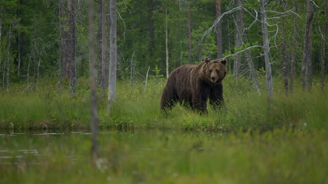 Brown bear wandering in the Finish taiga