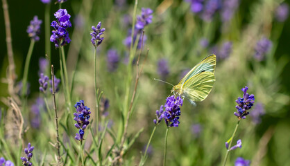 Butterflies on spring lavender flowers under sunlight. Beautiful landscape of nature with a panoramic view. Hi spring. long banner