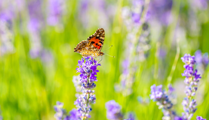 Butterflies on spring lavender flowers under sunlight. Beautiful landscape of nature with a panoramic view. Hi spring. long banner