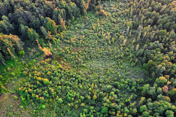 Aerial Autumn: Abstract Texture of the Forest Canopy