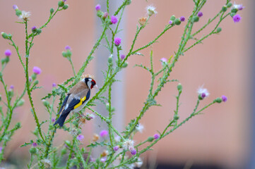European goldfinch on the thorns eating seeds