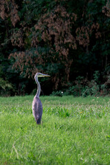 Fototapeta premium Heron perching. One grey heron is standing on grass. Ardea cinerea.