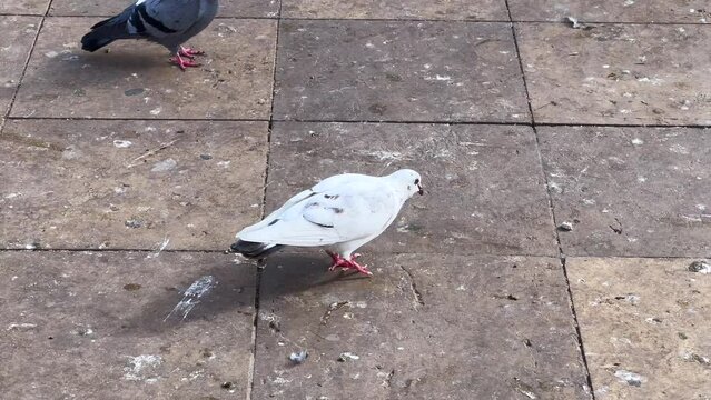 Flock of pigeons pecking crumbs in the park