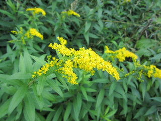 Blooming yellow flowers Goldenrod, or Golden rod lat. Solidago virgaurea is a perennial herbaceous plant; species of the genus Goldenrod of the Asteraceae family.