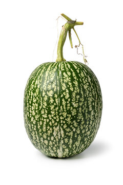 Single whole fresh Cucurbita ficifolia, Boule de Siam pumpkin, isolated on white background close up