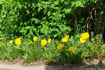 Dandelions