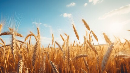 Wheat field  - obrazy, fototapety, plakaty