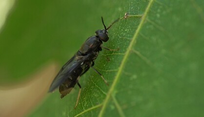 A black soldier fly on a leaf