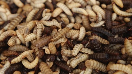 Black soldier fly larvae produced as animal feed. Insect factory farm