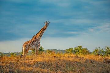 Wild African giraffe in Tanzania