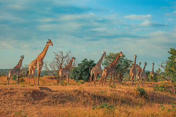 Wild African giraffes at sunrise