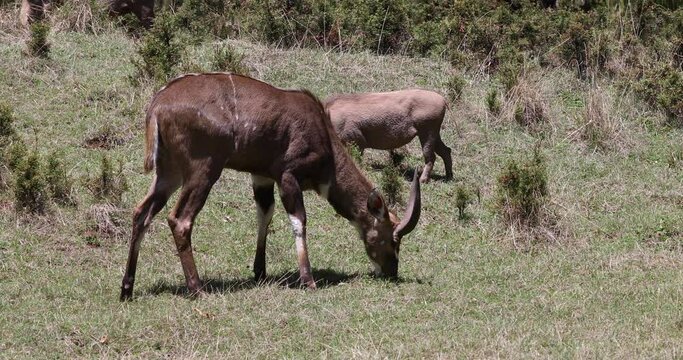 majestic male of endemic very rare Mountain nyala, Tragelaphus buxtoni, big antelope in Bale mountain National Park, Ethiopia, Africa widlife