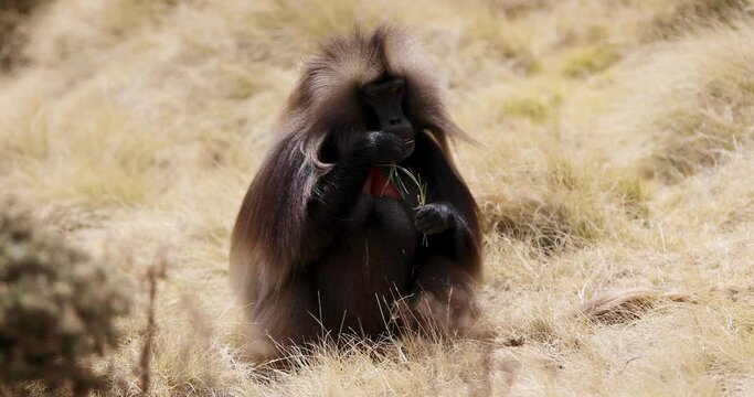 Alpha male of endemic animal Gelada monkey. Theropithecus gelada, Simien Mountains, Africa Ethiopia wildlife