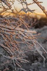 Scenic landscape of tall snow-covered trees against a backdrop of a setting sun in the mountains