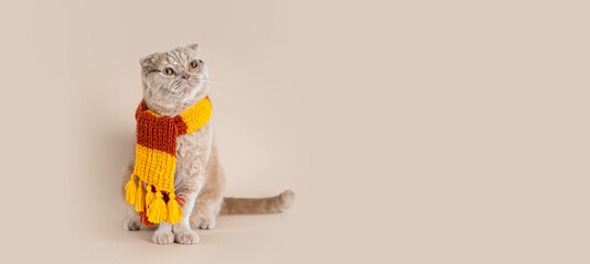 Cute kitten wearing glasses and knitted scarf and sitting on a beige background banner. Autumn...