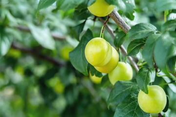 yellow plums against a background of green leaves on a plum tree in an orchard